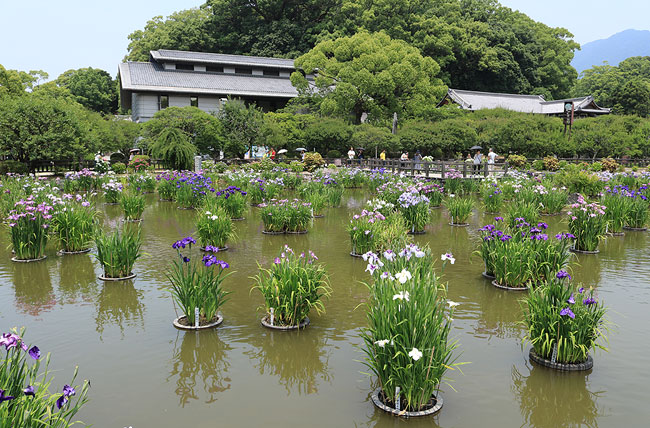 花鉢