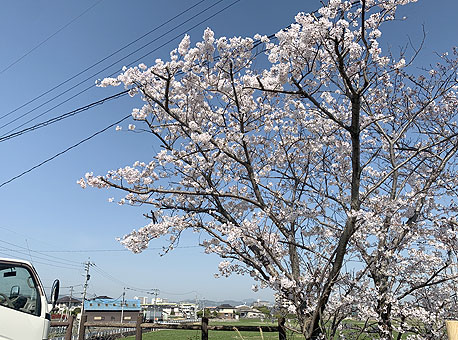 桜