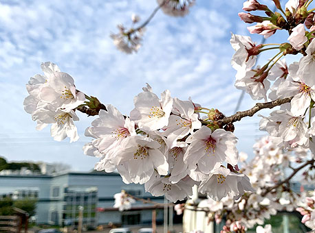 桜