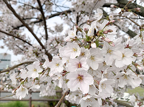 桜