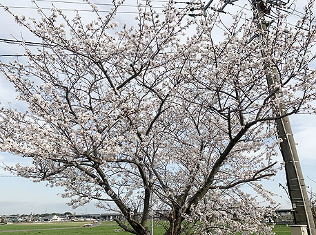 桜