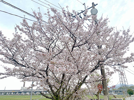 桜