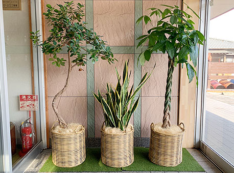 観葉植物